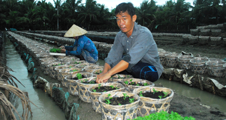 Anh Nguyễn Thái Phương trồng lại hoa sau khi giống bị chết do mưa.