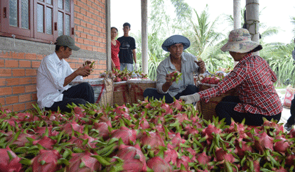 Thương lái thu mua Thanh Long của vườn nhà ông Yêm.