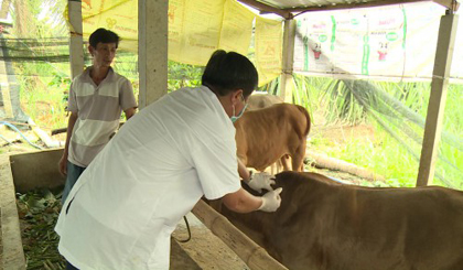 A veterinarian vaccinates cattle. Picture: thtg.vn