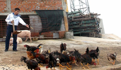 Vietnamese soldier feeds cattle and fowl on Da Lon Island (internationally called the Discovery Great Reef) on Vietnam’s Truong Sa (Spratly) Archipelago (Photo: VNA)