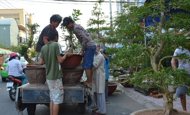 Kiểng Bonsai hút khách nhất thị phần hoa Kiểng.