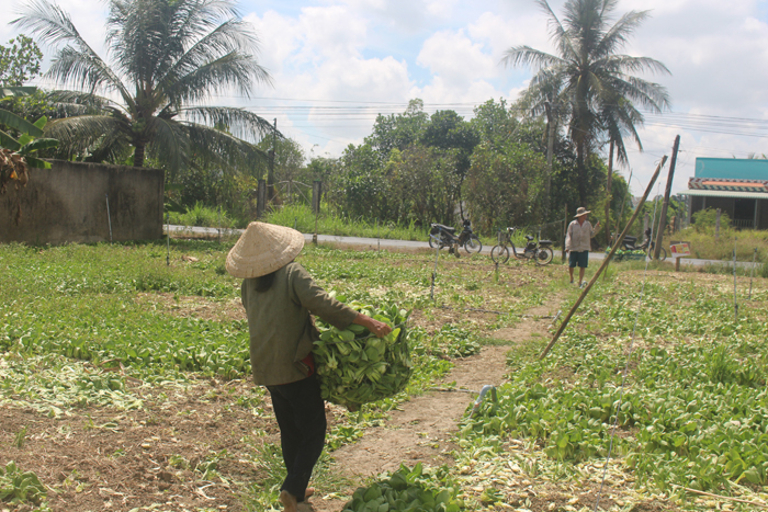 Một vài người dân đến các vườn cải thìa không ai mua lựa những cây xanh tốt nhổ về bán lấy công làm lời.