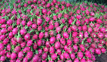 Cho Gao dragon fruit. Photo: HUU CHI