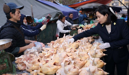 Kiểm tra an toàn vệ sinh thực phẩm tại một hộ kinh doanh thịt gia cầm ở chợ đầu mối tại Hà Nội. Ảnh: Vũ Sinh/TTXVN