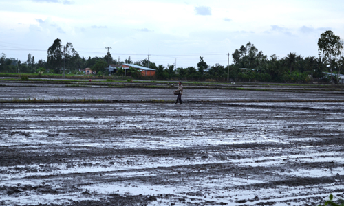 Nông dân xã Tân Điền (huyện Gò Công Đông) gieo sạ vụ lúa hè thu 2018.