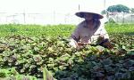 Vietnam's organic farming expansion faster than world average