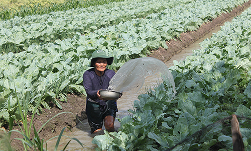 Chuyển đổi trồng rau màu ở xã phía đồng huyện Chợ Gạo