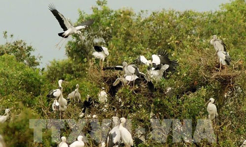 Birds flock to Tram Chim National Park. (Photo: VNA)