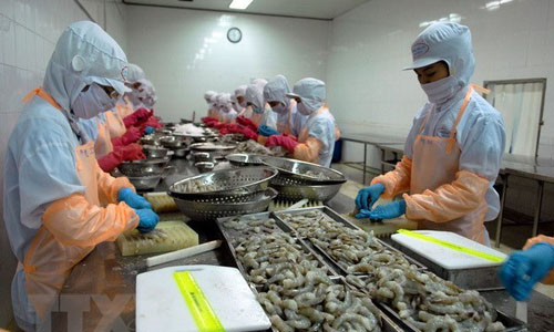 Workers process shrimp for export (Photo:VNA)