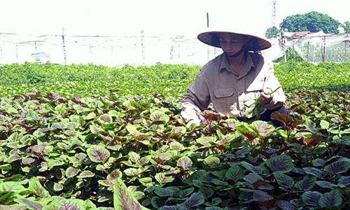 An organic vegetable farm in Pho Yen town of Thai Nguyen province. (Photo: VNA)