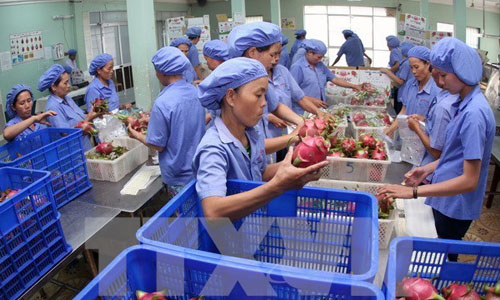 Dragon fruits packaged for exports (Photo: VNA)