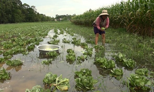 A farmer trying to save crops impacted by early floods in Hong Ngu district, the Mekong Delta province of Dong Thap. (Source: VNA)