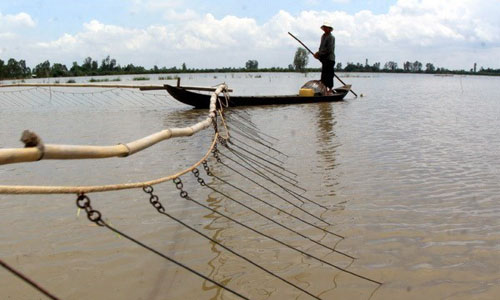 A resident fish in the flooding in Tam Vinh district, the Mekong Delta province of Vinh Long (Photo: VNA)