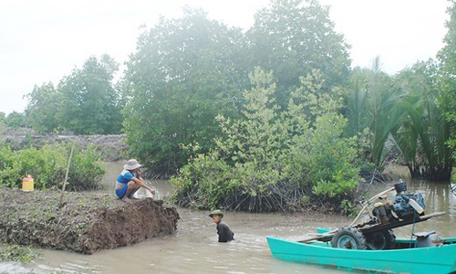 Ca Mau farmers regularly dredge their ponds but there is not any place for dumping the mud. (Source: sggp.org.vn)