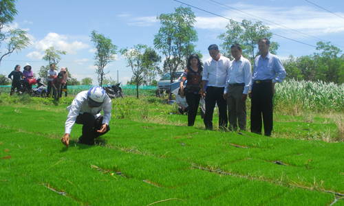 Ngành chuyên môn kiểm tra các khay mạ trước khi cấy bằng máy công nghệ cao.