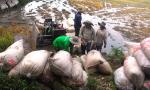 The western districts harvest the summer-autumn rice