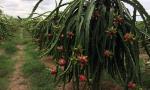 The price of dragon fruit increases again after highly decreasing