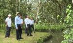 Chairman of the PPC Le Van Huong meets farmers planted star apple