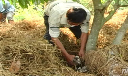 Farmers use straw after harvesting rice to grow straw mushrooms. Picture: Thành Danh