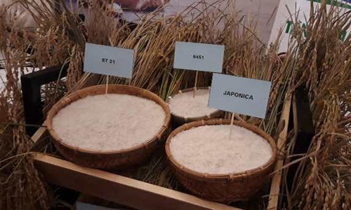  The Vietnamese rice sector will attempt to increase the volume of fragrant rice, specialty rice and Japonica rice (Photo: NDO)