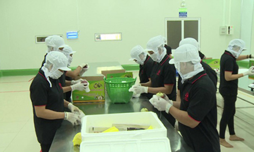 Processing star apple fruit before exporting to the US market in Cat Tuong Agricultural Production and Processing Co., Ltd . Photo: thtg.vn