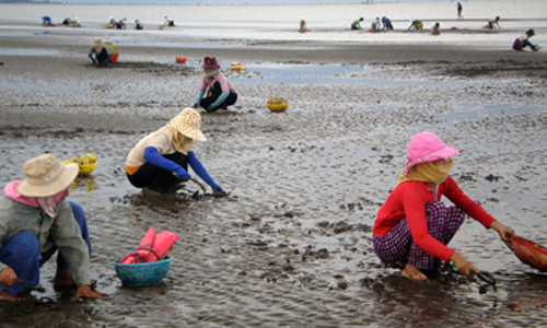 Harvseting oyster in Go Cong beach. Photo: HUU CHI