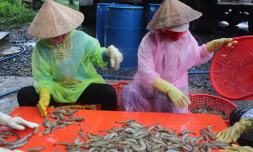 Harvesting shrimp in Tan Phu Dong district. Photo: MINH THANH