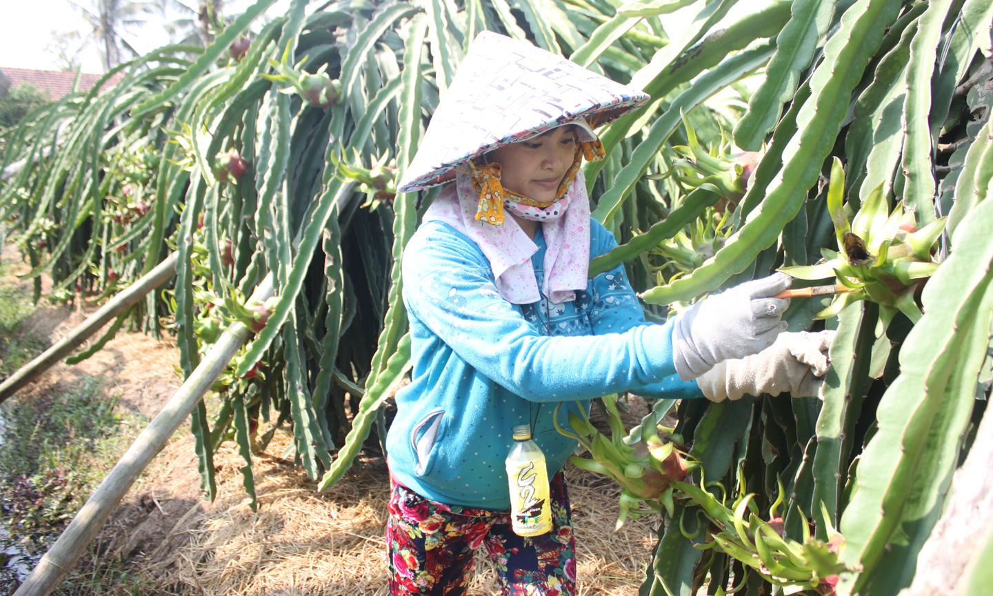 Nhờ chuyển dịch cơ cấu cây trồng đúng hướng, đời sống người dân được nâng cao, tỷ lệ hộ nghèo giảm mạnh.