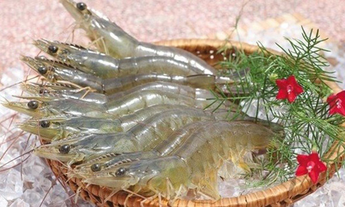 Canada is the sixth largest importer of Vietnamese shrimp, accounting for 4.3% of Vietnam's total shrimp exports to foreign markets in the first nine months of this year.