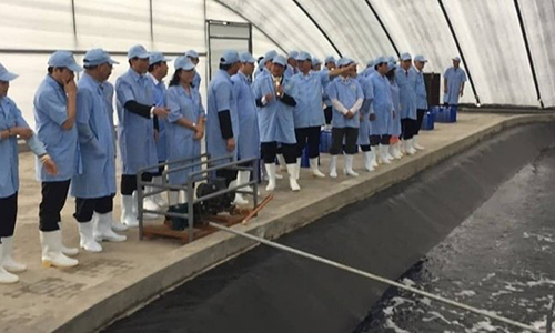 Shrimp farming inside a facility run by the Viet - Uc Seafood Corporation (Photo: vietnambiz.vn)