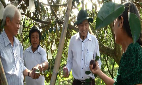 Chairman of the PPC Le Van Huong visited the star apple garden of Phan Van Tu in Huu Dao commune, Chau Thanh with an area of 0.45 hectares.