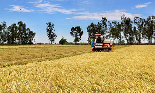 Climate change has been posing negative impacts on the development of the Mekong Delta, including the rice sector (Photo: VNA)