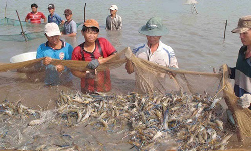 Farmers harvest shrimp in An Giang province. (Photo: VNA)