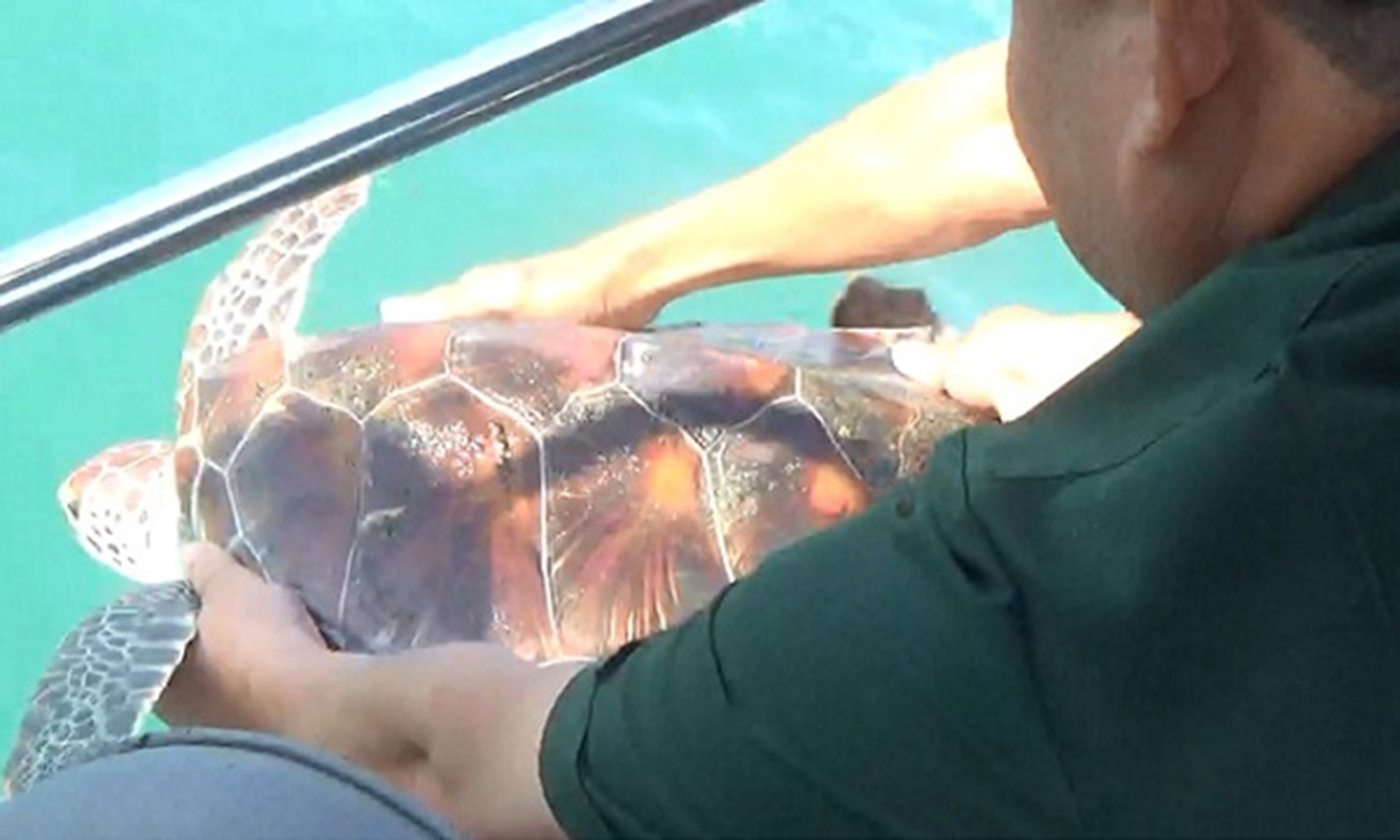 A seaturtle released to the wild after being rescued by functional force. (Photo provided by ENV)