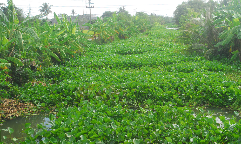 Đoạn kinh khoảng 1 km thuộc ấp Long Phước, xã Long Chánh (TX. Gò Công), lục bình còn dày đặc dưới lòng kinh.