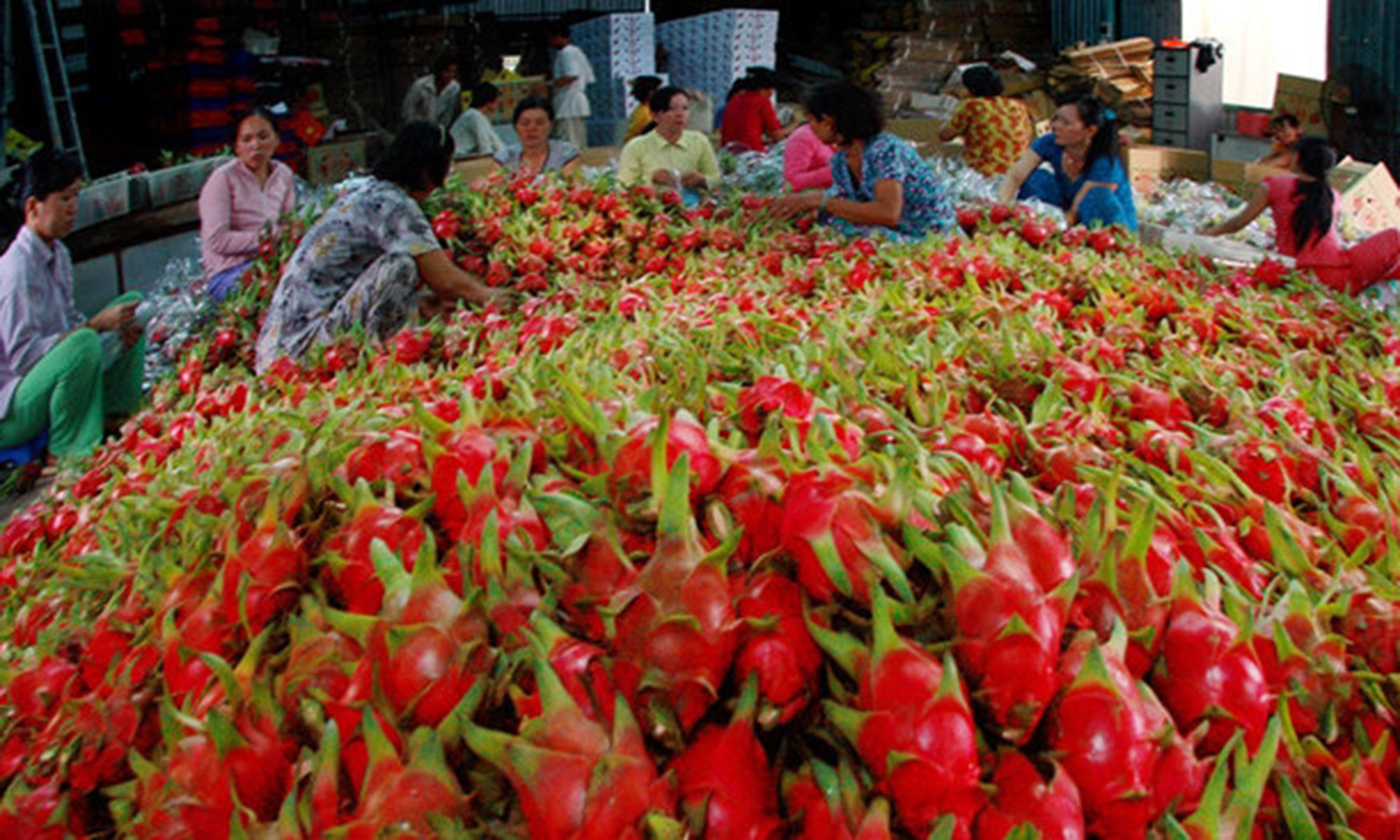 The dragon fruit was the first fruit from Vietnam to be exported to the US market