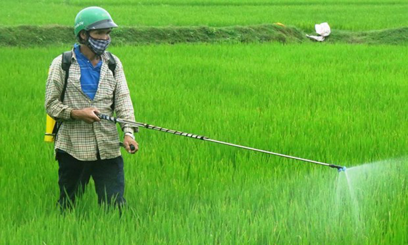 A farmer sprays plant protection chemicals (Source: VNA)