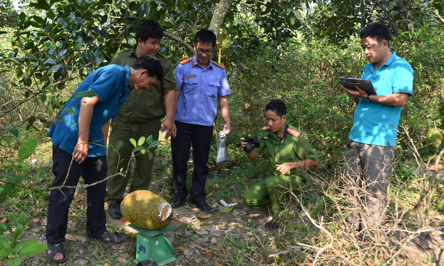 Khám nghiệm hiện trường vụ trộm mít tại xã Hòa Khánh, huyện Cái Bè.