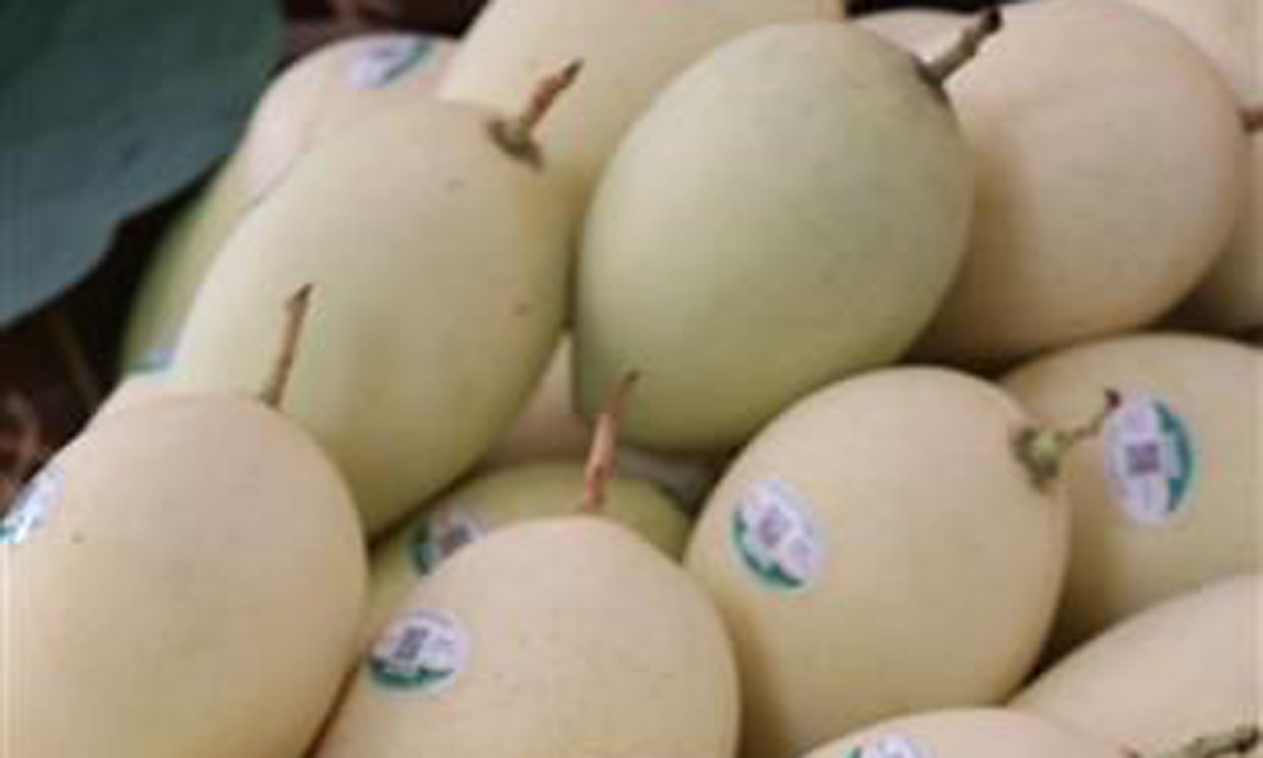 The mangoes are provided with a code from the Vietnamese Plant Protection Department and the US Department of Agriculture’s Animal and Plant Health Inspection Service (APHIS) for management and tracibility (Photo: VNA)