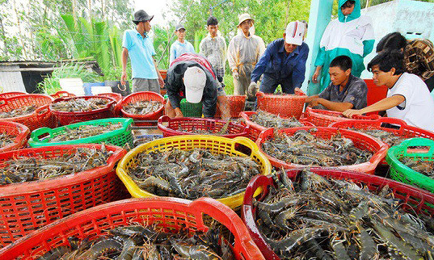 Shrimp harvesting in the Mekong Delta region.