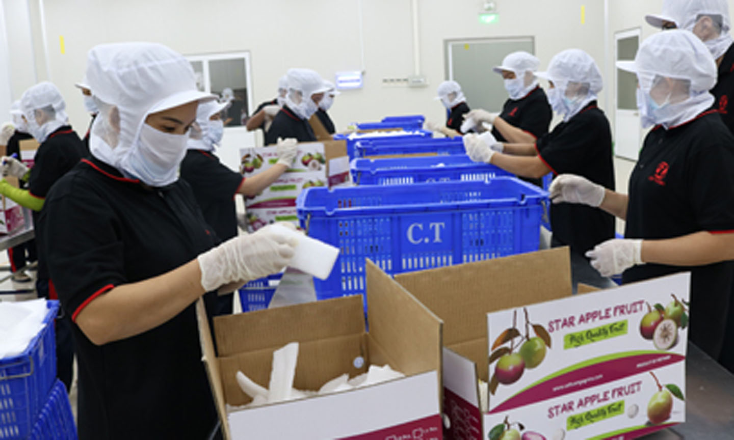 Processing star apple fruit before exporting to the US market in Cat Tuong Agricultural Production and Processing Co., Ltd. Photo: SI NGUYEN