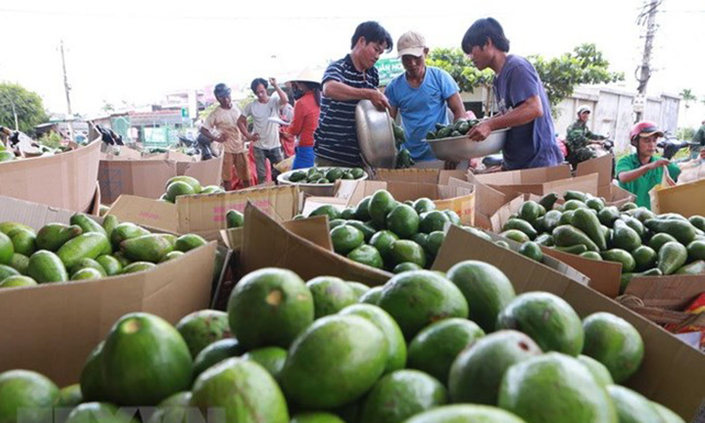  The agricultural sector was able to maintain growth thanks to increases in the export of fruit and vegetable, aquatic products, and forestry products. (Illustrative image. Source: VNA)