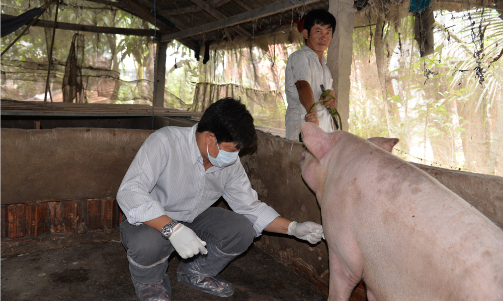 Lấy mẫu huyết thanh của một đàn heo trên địa bàn huyện Cái Bè.