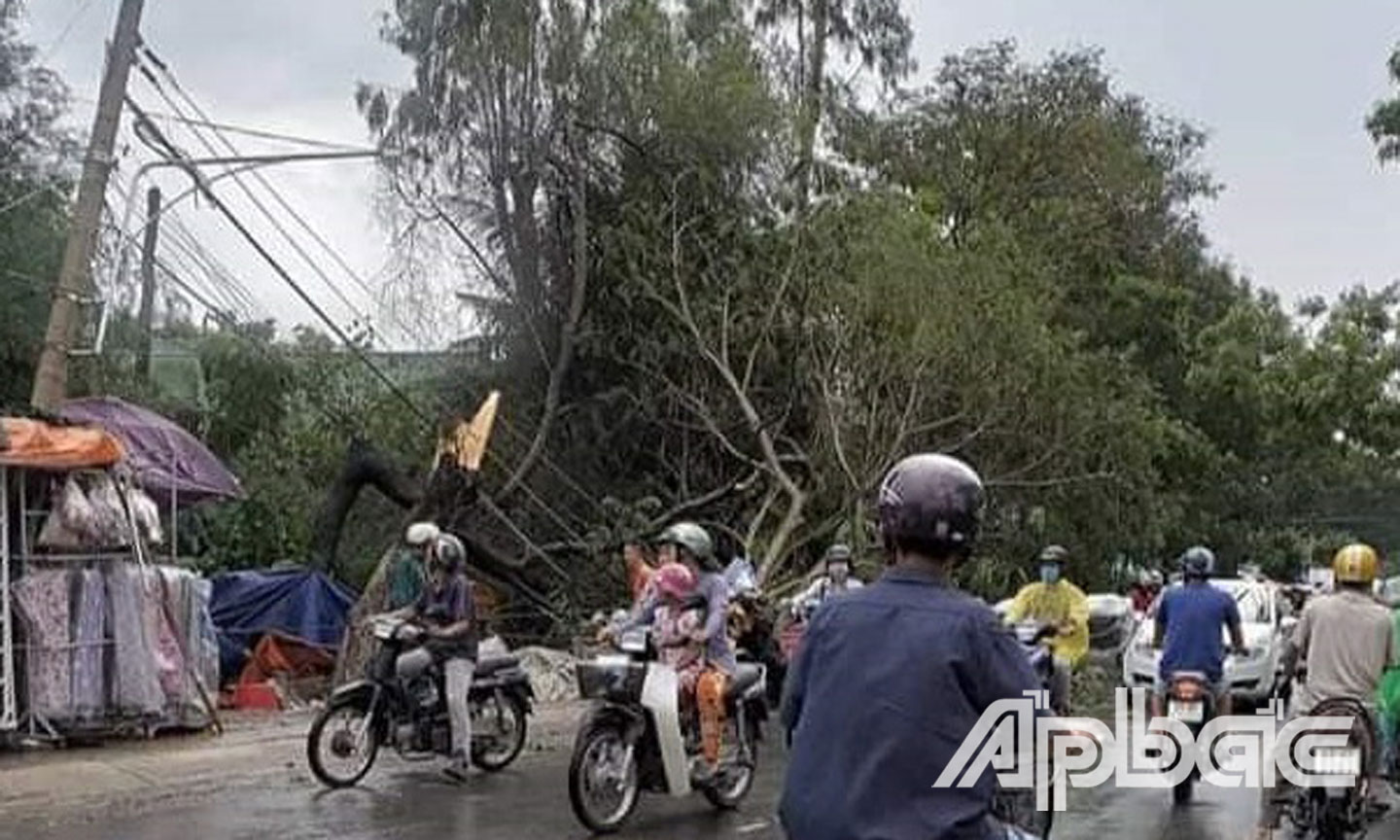 Cây xanh ngã đè đường dây điện.