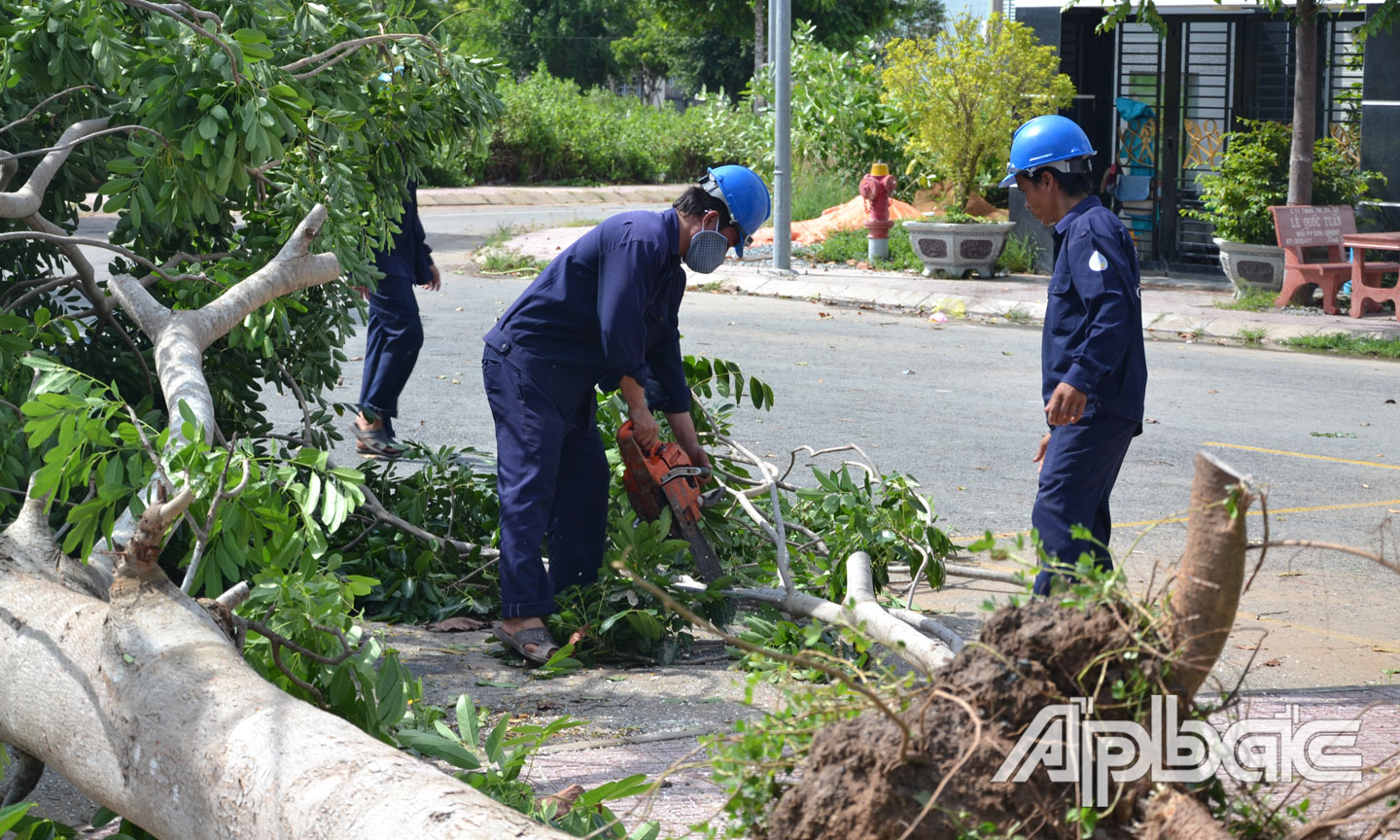 Dọn dẹp cây đổ ngã.