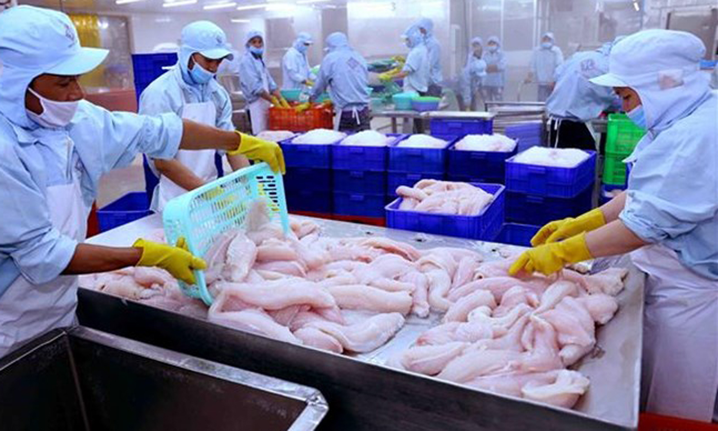 Tra fish processing for export - Illustrative image (Source: VNA)