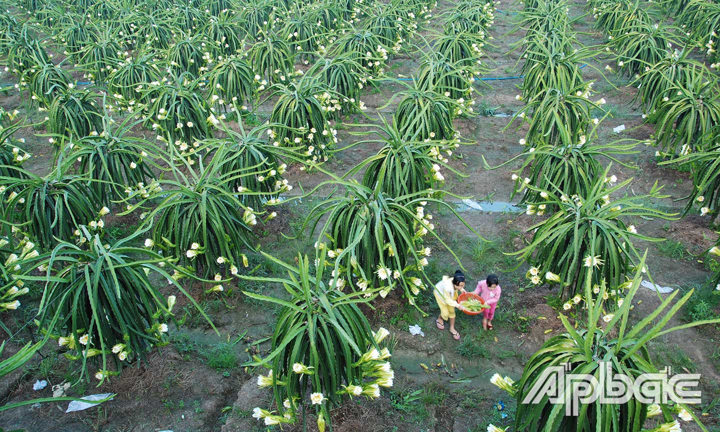 Cây thanh long đã góp phần tạo động lực mới cho nông thôn.