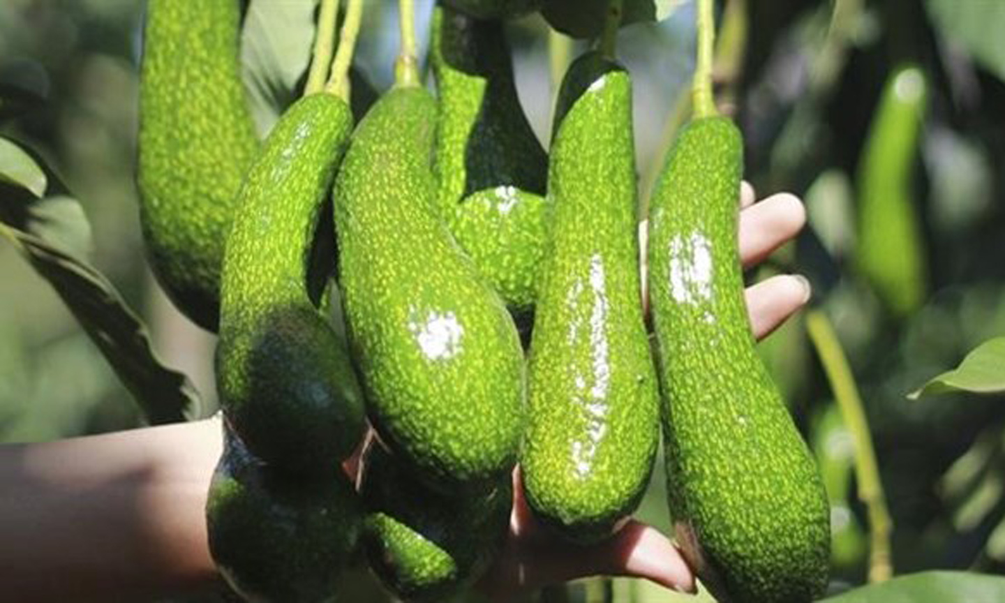  Vietnam tries to get US export licence for avocados hinh anh 1Vietnam is in the process of getting an export licence for avocados to the US. (Source:tapchicongthuong.vn)