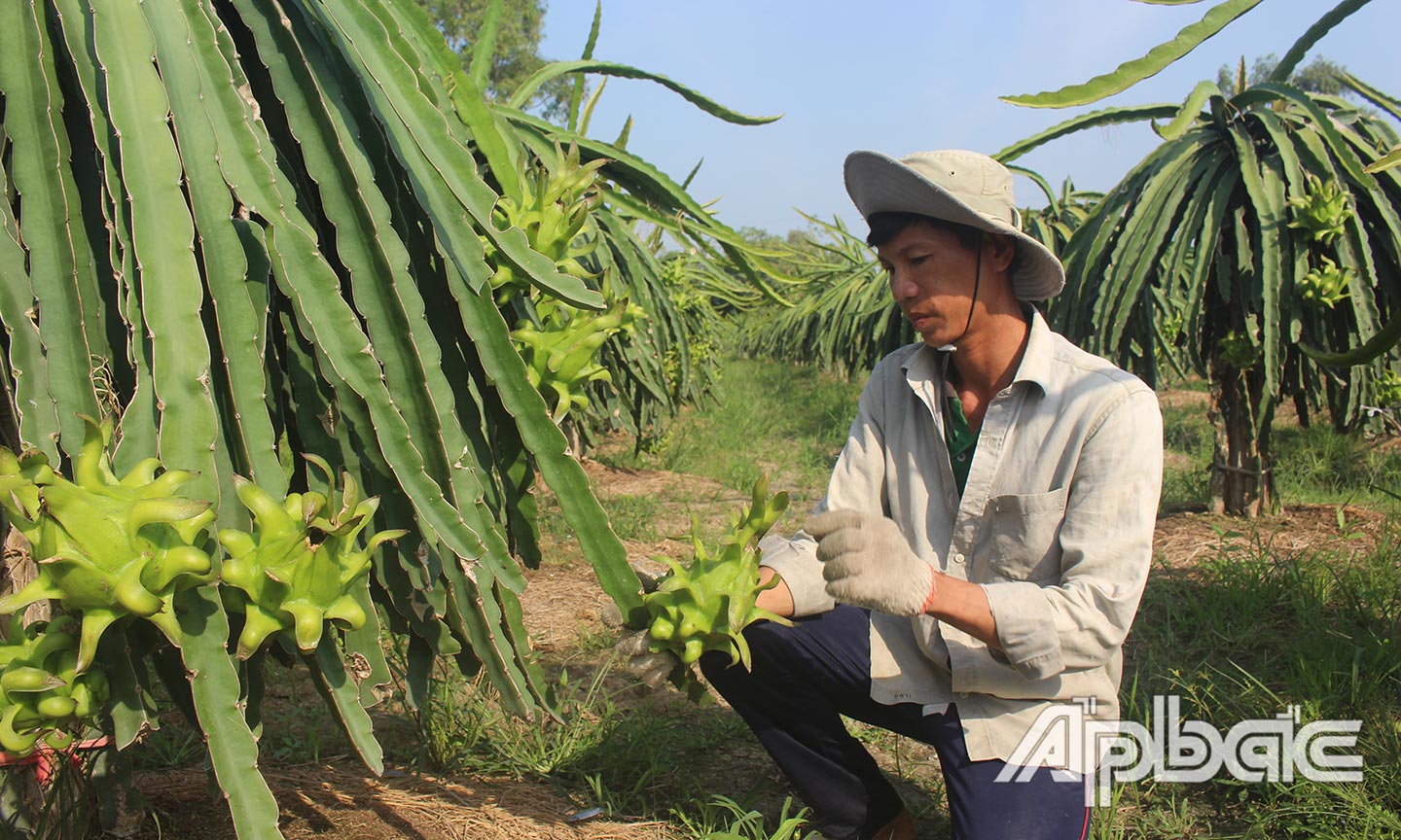 Cây thanh long phát triển mạnh trên địa bàn huyện Gò Công Tây.