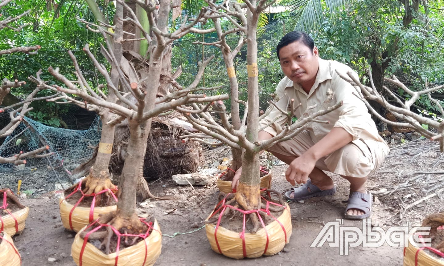 Anh Lê Văn Mười  (ấp Hòa Thới) bên những phôi mai vàng chuẩn bị xuất bán cho khách hàng.